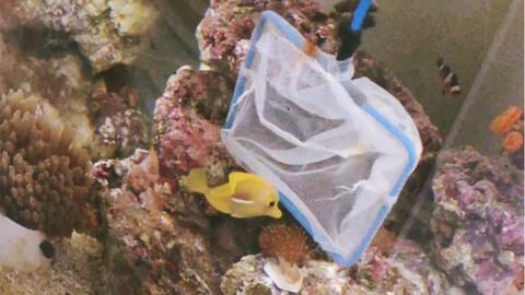 海水缸白點病銅藥（海水缸白點病如何防治）