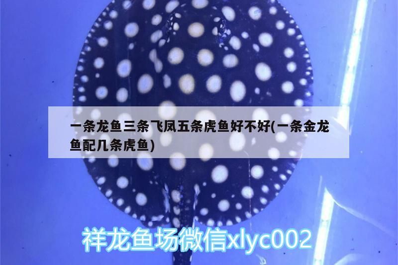 一條龍魚三條飛鳳五條虎魚好不好(一條金龍魚配幾條虎魚)