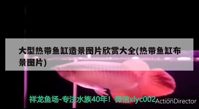 大型熱帶魚(yú)缸造景圖片欣賞大全(熱帶魚(yú)缸布景圖片)