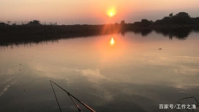 最好看的雷龍魚品種圖片：探秘雷龍魚世界，最美品種的視覺盛宴