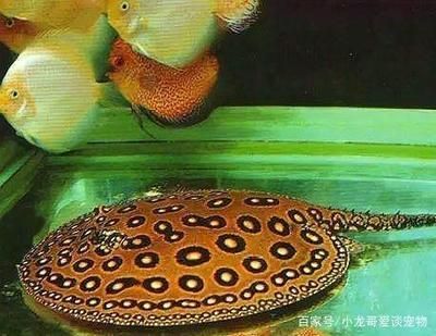 魟魚吃什么餌料:魟魚的餌料選擇和喂養(yǎng)方法 魟魚百科 第3張 魟魚吃什么餌料:魟魚的餌料選擇和喂養(yǎng)方法 魟魚吃什么餌料:魟魚的餌料選擇和喂養(yǎng)方法 魟魚百科 第3張