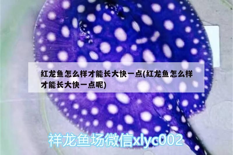 彩虹雷龍魚怎么養(yǎng)活(彩虹雷龍魚怎么養(yǎng)活最好)