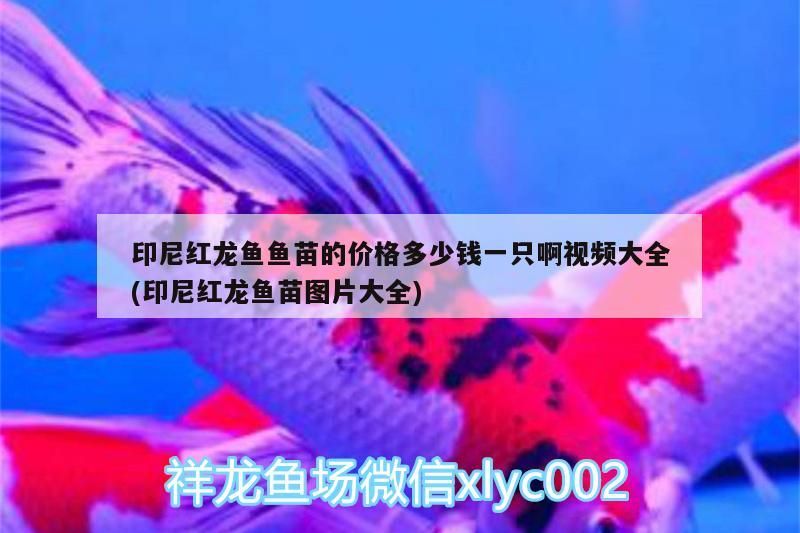印尼紅龍魚魚苗的價格多少錢一只啊視頻大全(印尼紅龍魚苗圖片大全)