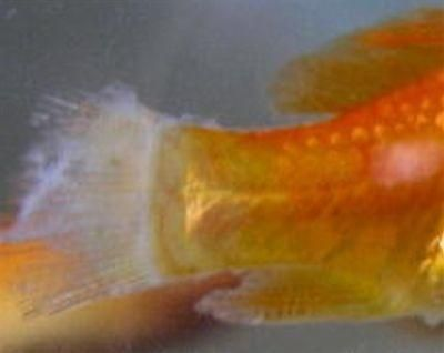 元寶鳳凰魚疾病預(yù)防，元寶鳳凰魚養(yǎng)殖密度標(biāo)準(zhǔn)