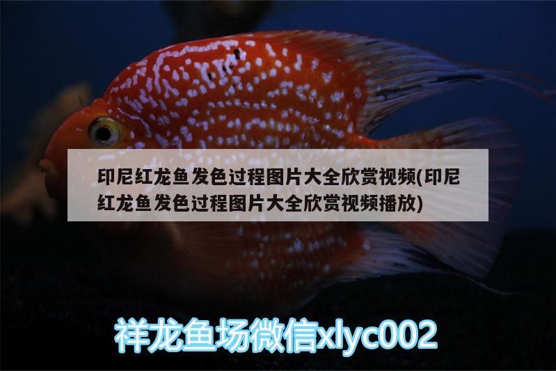 印尼紅龍魚發色過程圖片大全欣賞視頻(印尼紅龍魚發色過程圖片大全欣賞視頻播放)