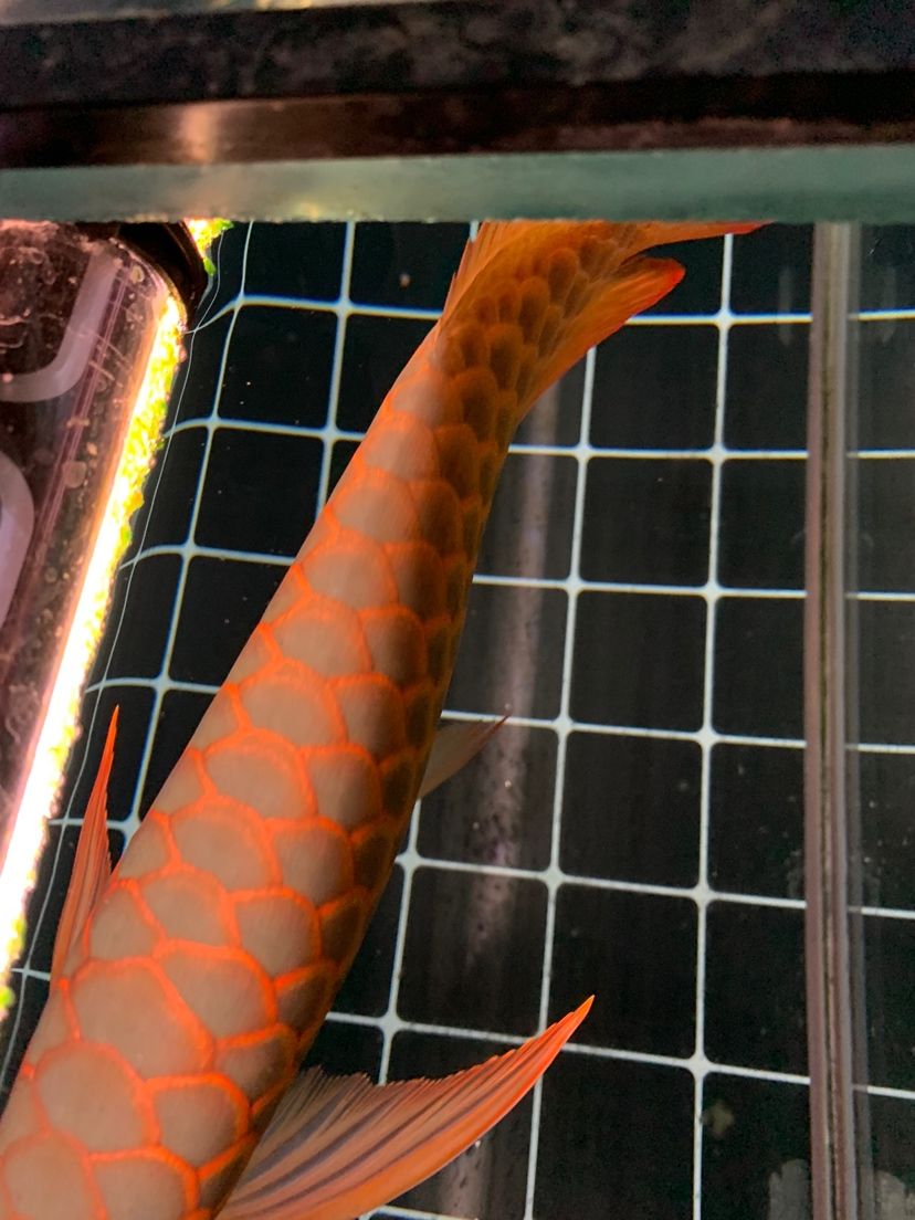 欣賞一下背部沒讓我失望