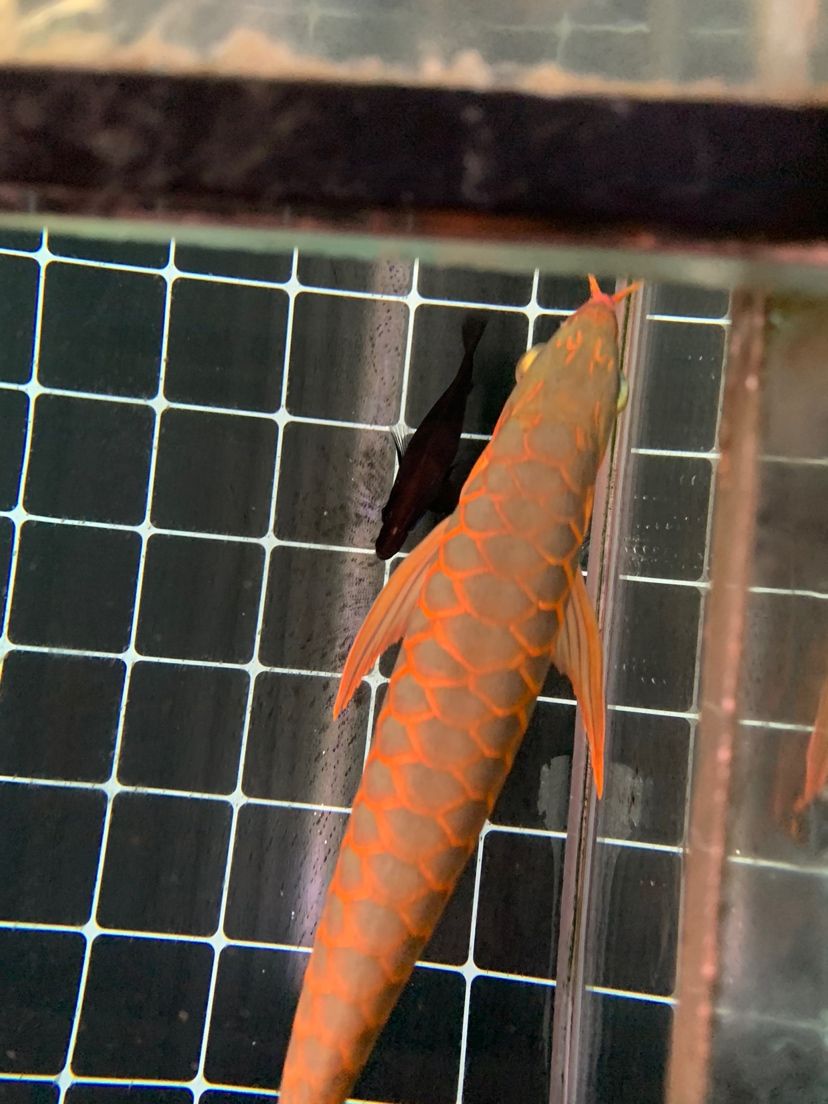 欣賞一下背部沒讓我失望