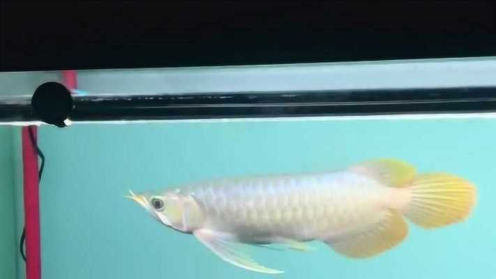 大湖龍魚是什么意思:大湖龍魚與普通紅龍魚相比,大湖龍魚與小湖龍魚區(qū)別 大湖紅龍魚百科 第5張 大湖龍魚是什么意思:大湖龍魚與普通紅龍魚相比,大湖龍魚與小湖龍魚區(qū)別 大湖龍魚是什么意思:大湖龍魚與普通紅龍魚相比,大湖龍魚與小湖龍魚區(qū)別 大湖紅龍魚百科 第5張