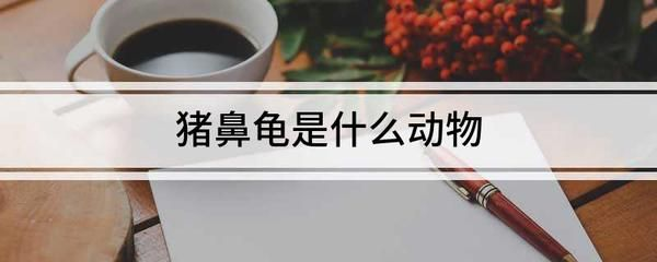豬鼻龜禁止飼養：豬鼻龜為什么禁止賣豬鼻龜健康狀態豬鼻龜健康狀態