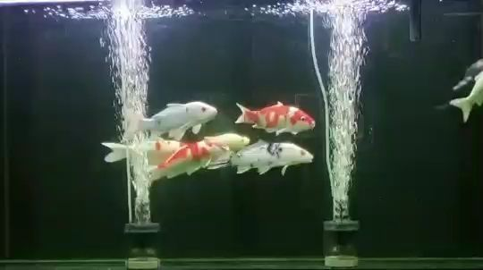 進口元寶鳳凰魚能用甲坐藥嗎：元寶鳳凰魚能否使用甲硝唑藥