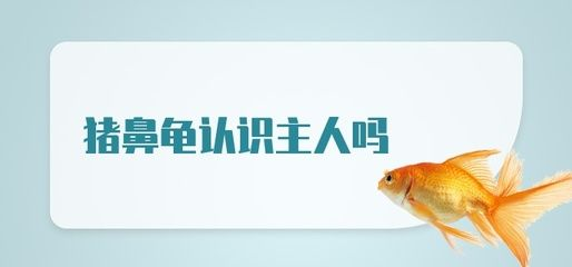 豬鼻龜認識主人嗎視頻播放大全：豬鼻龜多久能長大 豬鼻龜認識主人嗎視頻播放大全：豬鼻龜多久能長大 豬鼻龜百科 第6張