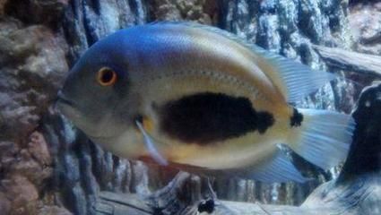 黑云魚(yú)混養(yǎng)伴侶魚(yú)種選擇，黑云魚(yú)混養(yǎng)伴侶魚(yú)種選擇摘要：黑云魚(yú)混養(yǎng)伴侶魚(yú)種選擇