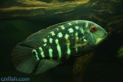 黑云魚(yú)混養(yǎng)伴侶魚(yú)種選擇，黑云魚(yú)混養(yǎng)伴侶魚(yú)種選擇摘要：黑云魚(yú)混養(yǎng)伴侶魚(yú)種選擇