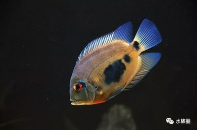 黑云魚(yú)混養(yǎng)伴侶魚(yú)種選擇，黑云魚(yú)混養(yǎng)伴侶魚(yú)種選擇摘要：黑云魚(yú)混養(yǎng)伴侶魚(yú)種選擇