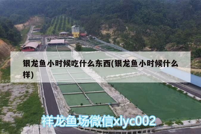 銀龍魚小時候吃什么東西(銀龍魚小時候什么樣)