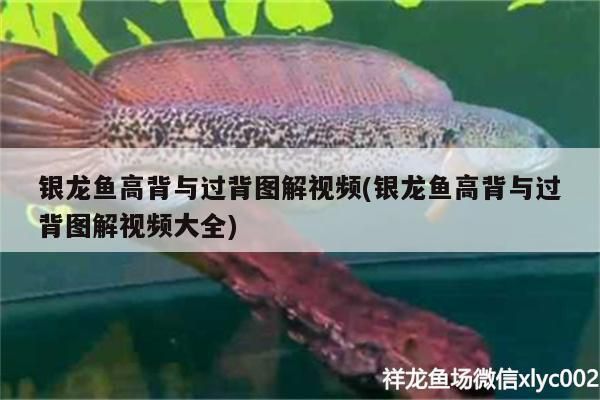 銀龍魚高背與過背圖解視頻(銀龍魚高背與過背圖解視頻大全)