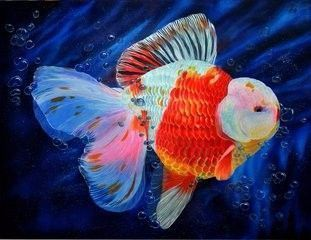 中層水域魚混養(yǎng)的色彩搭配技巧，中層水域魚混養(yǎng)的色彩心理學(xué)