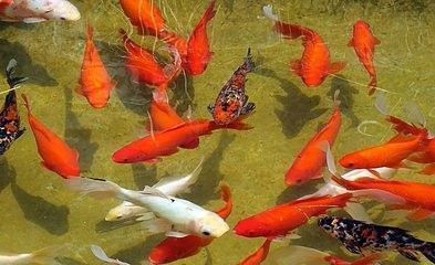 中層水域魚混養(yǎng)的色彩搭配技巧，中層水域魚混養(yǎng)的色彩心理學(xué)