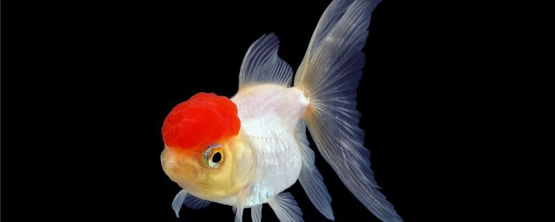 金魚是不是哺乳動物繁殖后需要怎么護理