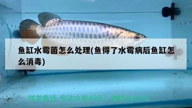 魚缸水霉菌怎么處理(魚得了水霉病后魚缸怎么消毒)