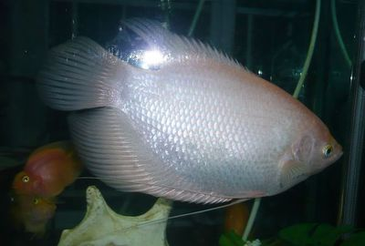 印尼紅龍魚多少錢一條合適的缸養(養一條紅龍魚要多大的缸)