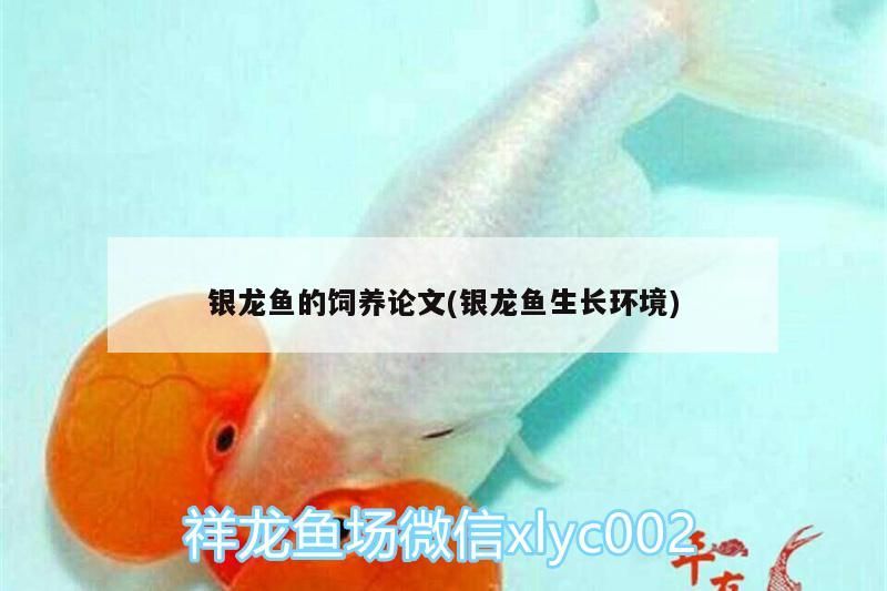 銀龍魚的飼養(yǎng)論文(銀龍魚生長環(huán)境)