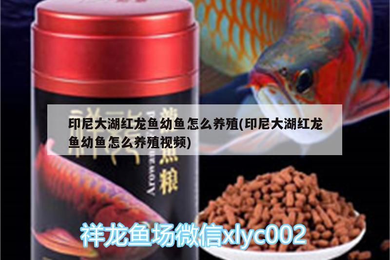 印尼大湖紅龍魚幼魚怎么養殖(印尼大湖紅龍魚幼魚怎么養殖視頻)