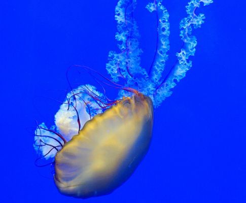 水族館開店流程及費用標準（水族館開店流程及費用標準摘要：開設一家水族館是一個復雜而精細的過程）