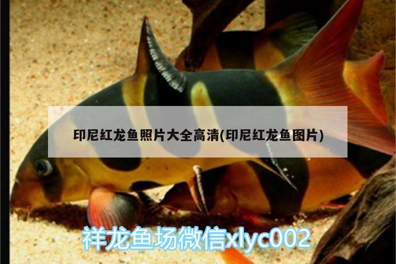 印尼紅龍魚照片大全高清(印尼紅龍魚圖片)