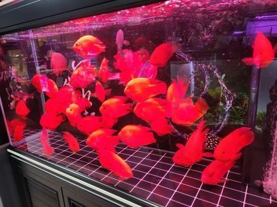 紅紅的觀賞魚是什么魚（紅紅的觀賞魚品種紅紅的觀賞魚習性紅紅的觀賞魚市場趨勢）
