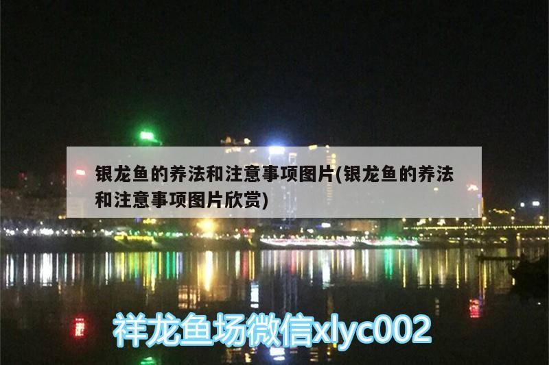 銀龍魚的養法和注意事項圖片(銀龍魚的養法和注意事項圖片欣賞)