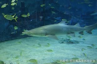 水族館里100種動物名稱是什么（水族館100種動物的名稱及其分類）