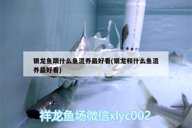 銀龍魚跟什么魚混養最好看(銀龍和什么魚混養最好看)