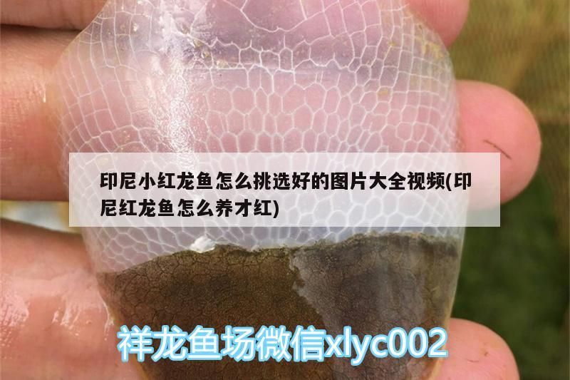 印尼小紅龍魚怎么挑選好的圖片大全視頻(印尼紅龍魚怎么養才紅)