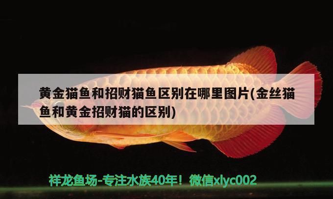 黃金貓魚(yú)和招財(cái)貓魚(yú)區(qū)別在哪里圖片(金絲貓魚(yú)和黃金招財(cái)貓的區(qū)別)