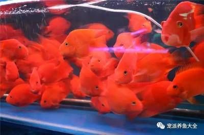高檔觀賞魚市場趨勢，高檔觀賞魚市場發(fā)展趨勢