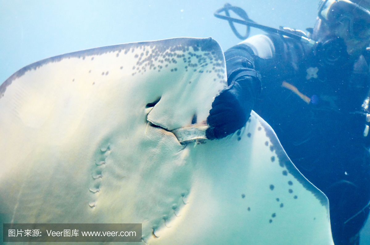 魟魚腹部凹陷：魟魚腹部凹陷的原因