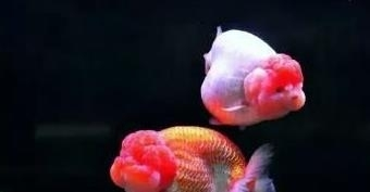 裝飾魚缸的視頻大全(如何裝飾魚缸的視頻)