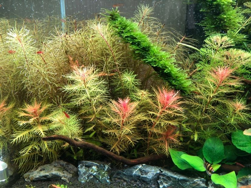 龍魚趴缸多長時間能好(龍魚趴缸是什么病) 虎魚百科 第2張 龍魚趴缸多長時間能好(龍魚趴缸是什么病) 龍魚趴缸多長時間能好(龍魚趴缸是什么病) 虎魚百科 第2張