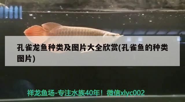 孔雀龍魚種類及圖片大全欣賞(孔雀魚的種類圖片) 元寶鳳凰魚百科 第3張 孔雀龍魚種類及圖片大全欣賞(孔雀魚的種類圖片) 孔雀龍魚種類及圖片大全欣賞(孔雀魚的種類圖片) 元寶鳳凰魚百科 第3張