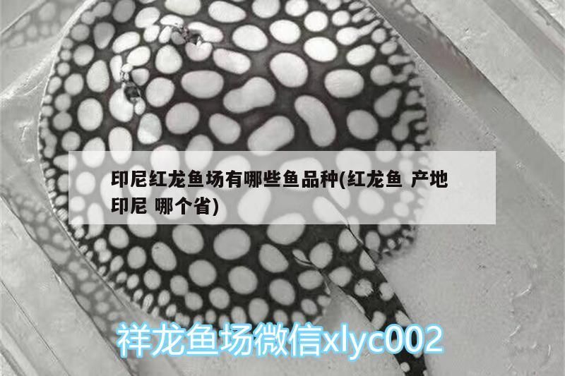 印尼紅龍魚場有哪些魚品種(紅龍魚產地印尼哪個省)