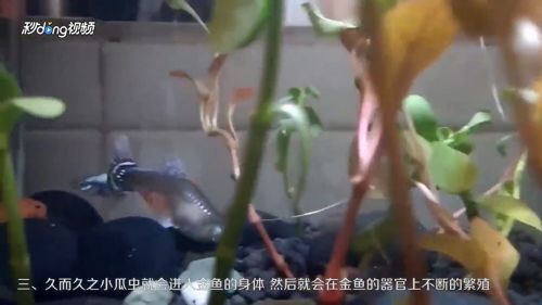 虎魚身上有白點流膿：虎魚身上出現白點和流膿可能是指的小瓜蟲病（白點病）