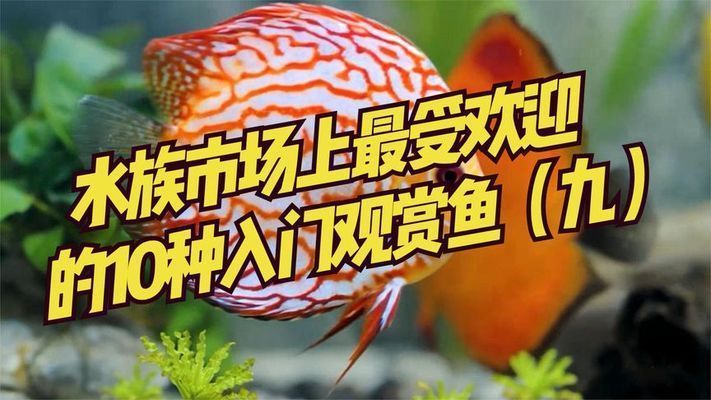 水族館賣(mài)什么魚(yú)好（水族館推薦的觀賞魚(yú)種類(lèi)）