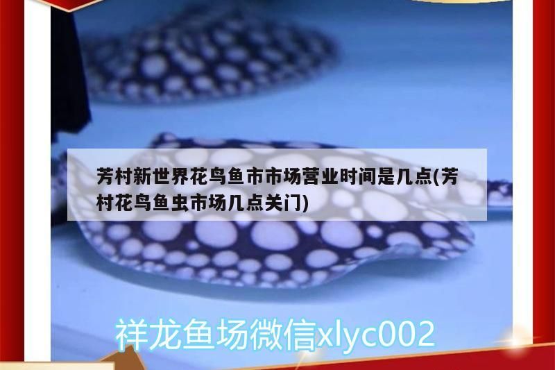 芳村新世界花鳥魚市市場營業時間是幾點(芳村花鳥魚蟲市場幾點關門)