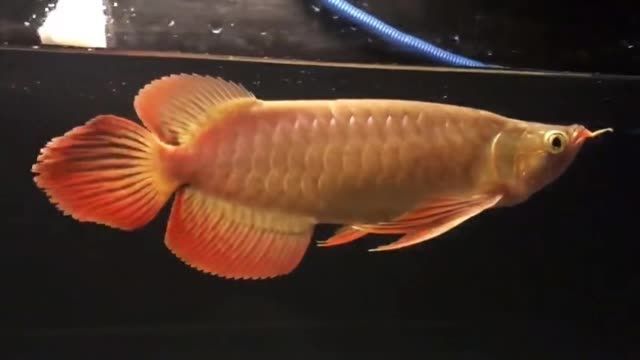 大湖紅龍魚20200930：《大湖紅龍魚20200930》 大湖紅龍魚20200930：《大湖紅龍魚20200930》 大湖紅龍魚百科 第3張