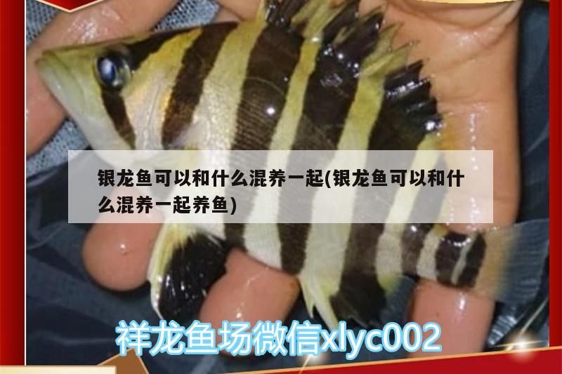 銀龍魚(yú)可以和什么混養(yǎng)一起(銀龍魚(yú)可以和什么混養(yǎng)一起養(yǎng)魚(yú))