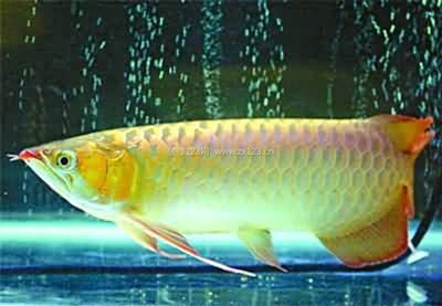 水族館紅龍魚養(yǎng)護技巧