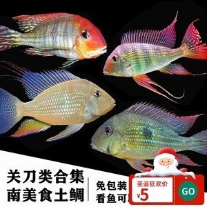 元寶鳳凰魚怎么繁殖的圖片:元寶鳳凰魚怎么繁殖 元寶鳳凰魚百科 第5張 元寶鳳凰魚怎么繁殖的圖片:元寶鳳凰魚怎么繁殖 元寶鳳凰魚怎么繁殖的圖片:元寶鳳凰魚怎么繁殖 元寶鳳凰魚百科 第5張
