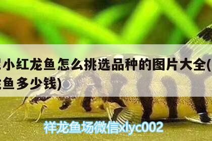 印尼小紅龍魚怎么挑選品種的圖片大全(印尼紅龍魚多少錢)