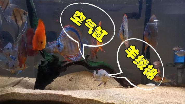 魚缸羊絨棉怎么洗，魚缸羊絨棉晾干技巧魚缸過濾棉更換周期魚缸維護常見問題